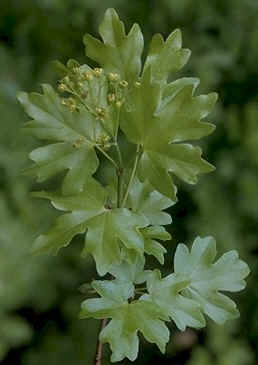 acer campestre