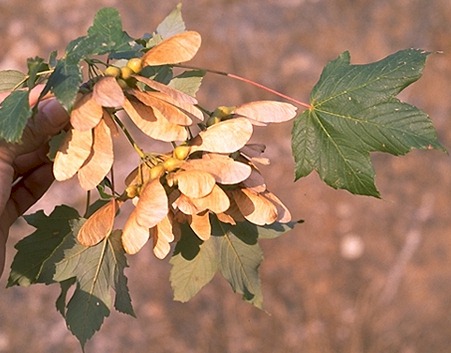 acer pseudo-platanus