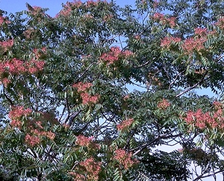 ailanthus altissima