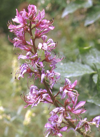 dictamnus albus