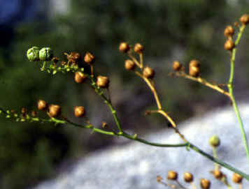 ruta chalepensis