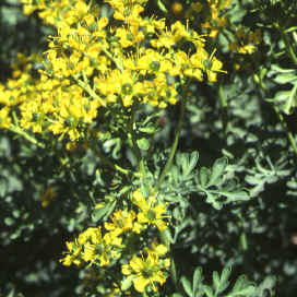 ruta chalepensis
