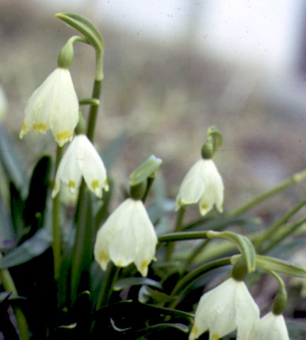 leucoium vernum
