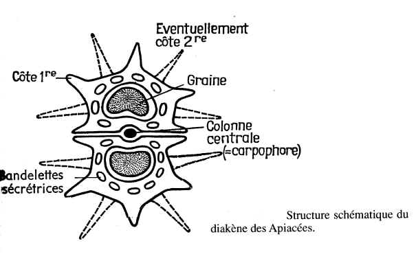 descrip-fruit