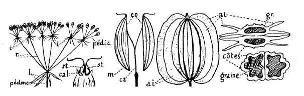 description floraison