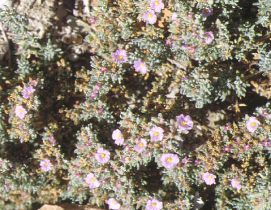Frankenia hirsuta