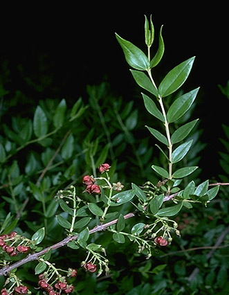 coriaria myrtifolia