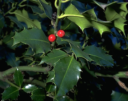 ilex aquifolium