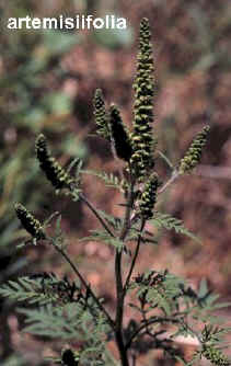 ambrosia artemisiifolia