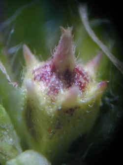 ambrosia fruit