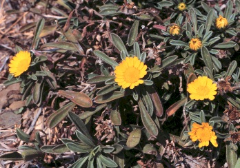 astericus maritimus