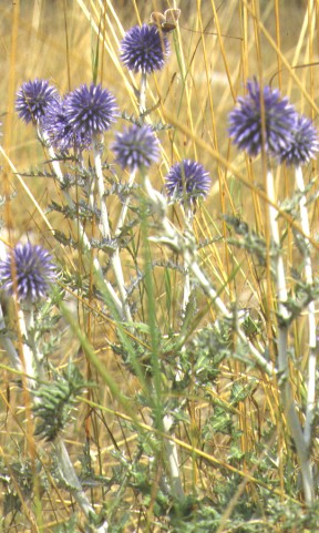 echinops ritro.jpg (63255 octets)