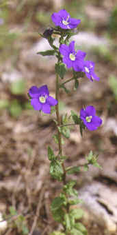 legousia speculum veneris