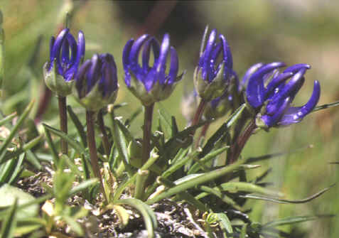 phyteuma hemispaericum