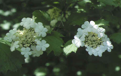 viburnum opulus