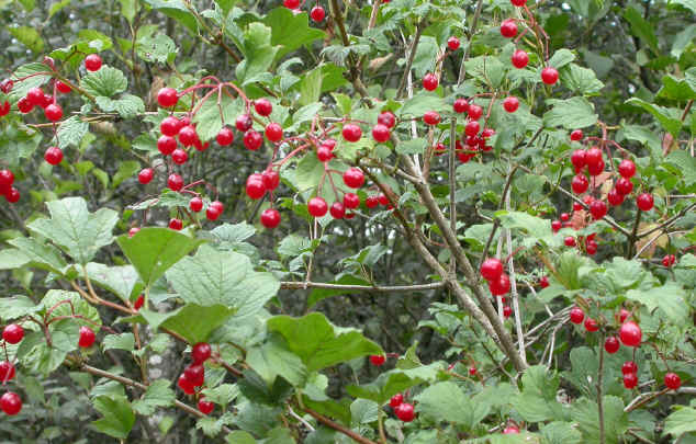 Viburnum opulus  l'automne