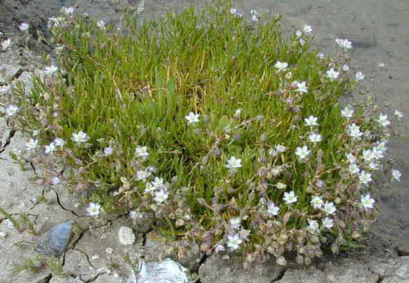 spergularia media