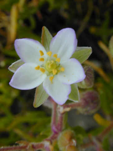 spergularia media