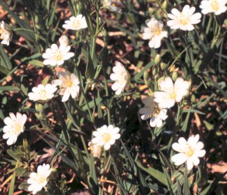 Stellaria holostea