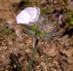 convolvulus lanuginosus