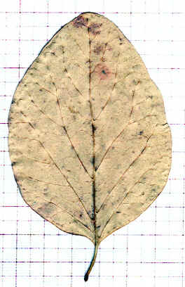 styrax officinalis feuille  l'automne  (dessous)