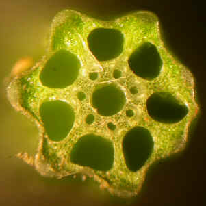 coupe equisetum palustre