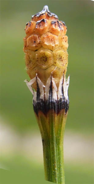 Equisetum variegatum pi fructifre