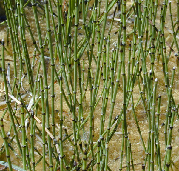 Equisetum variegatum