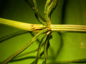 Equisetum arvense tige strile