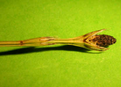 equisetum palustre pi en bouton