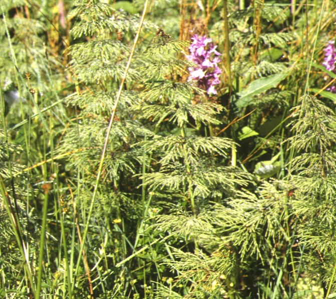 equisetum sylvaticum
