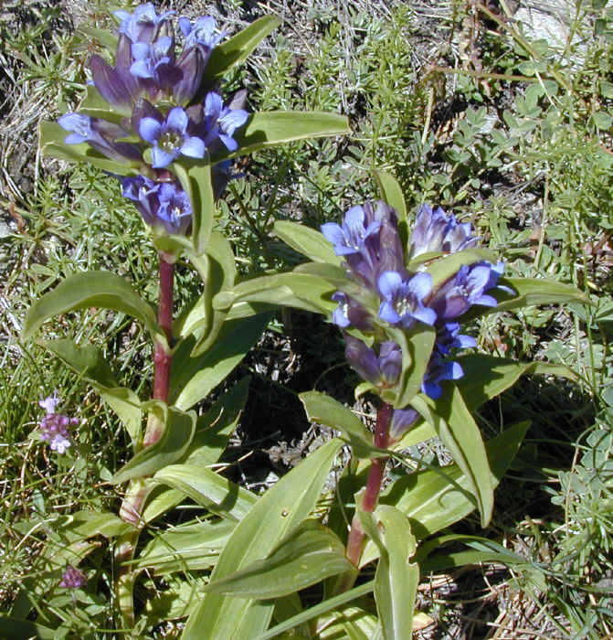 gentiana cruciata