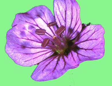 Fleur Erodium 5 tamines fertiles