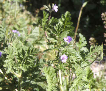 erodium ciconium
