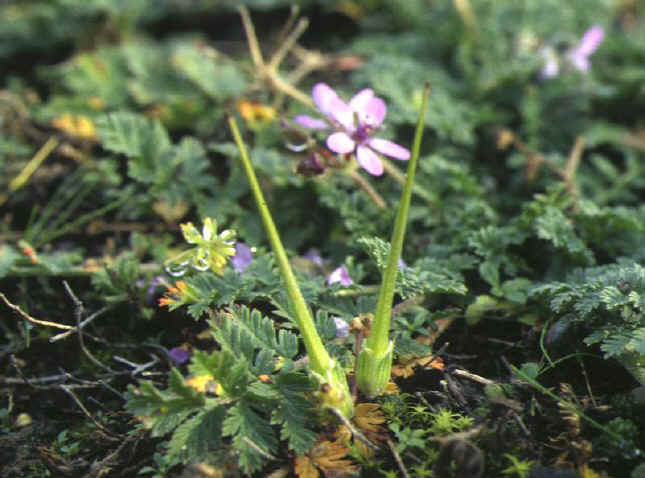 erodium cicutarium