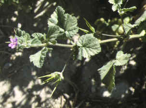erodium malacoides