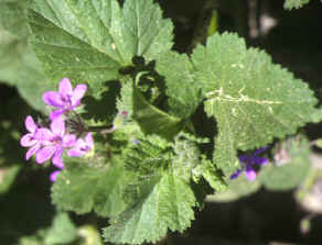 erodium malacoides