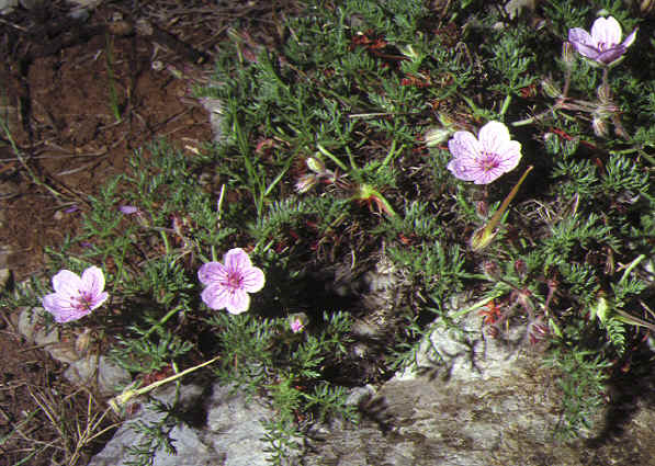 erodium petraeum