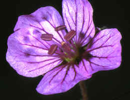 erodium petraeum