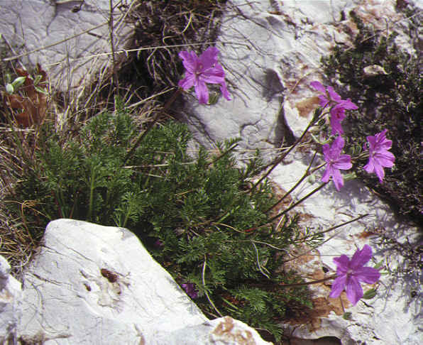 erodium rodiei