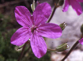 erodium rodiei