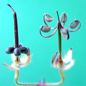 Fruit du Geranium