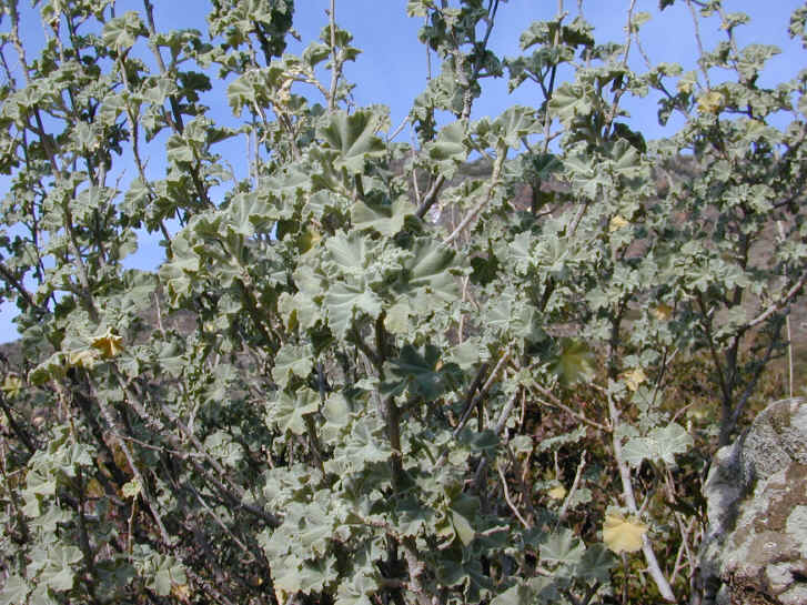 lavarera maritima