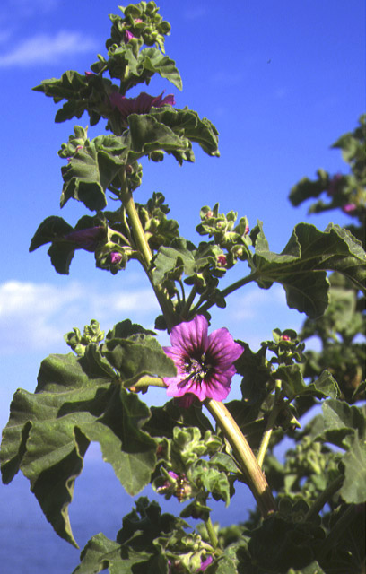 lavatera arborea