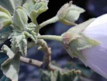 lavatera maritima 