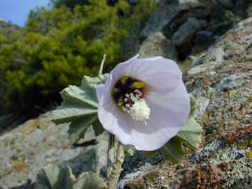 lavatera maritima