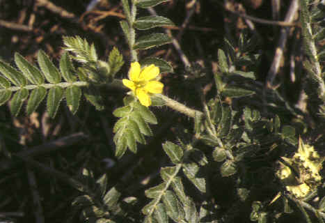 tribulus terrestris