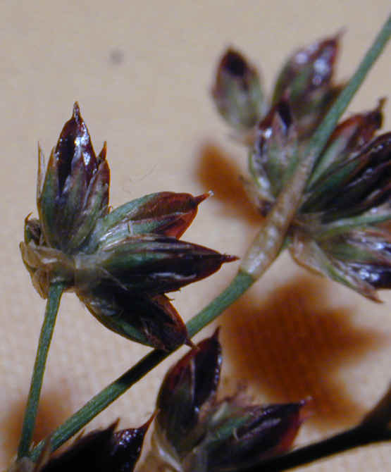 juncus articulatus