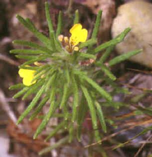 ajuga chamaepitys