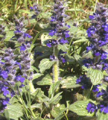 ajuga genevensis